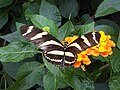 Golgotavirág-zebralepke (Heliconius charithonia)