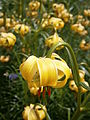 Lilium pyrenaicum