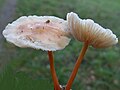 Marasmius oreades