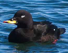 Füstös réce (Melanitta fusca)