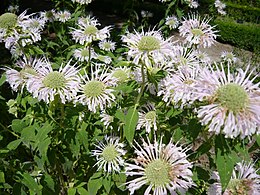 Csöves méhbalzsam (Monarda fistulosa) a madridi Real Jardín Botánicóban