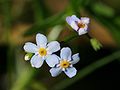 detail of the blossoms, Photo by Kristian Peters