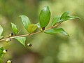 Myrtus communis (Mirto)