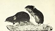 Black-and-white photo of two hedgehogs