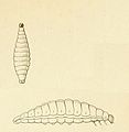 Larva