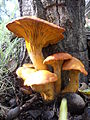 Omphalotus olivascens