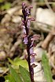 Orchis spitzelii-Hybride?