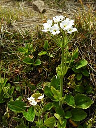 Habit (subsp. macrophylla)