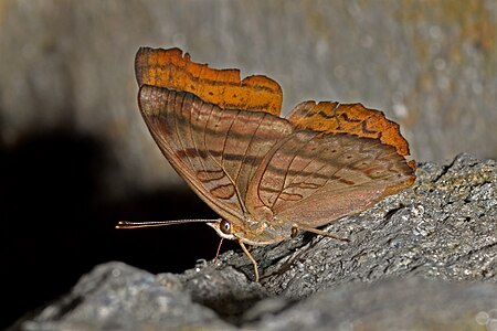 Ventral view