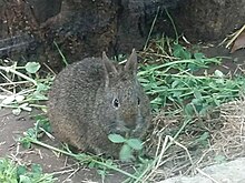 A dark rabbit facing the camera