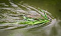 Park links der Weser als ganzes ist kein SG, aber mglw. FFH-Gebiet Bremische Ochtum / Vogelschutzgebiet Ochtum bei Grolland