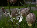 Blaassilene bloem