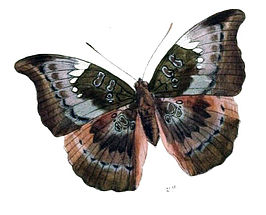 Euthalia anosia