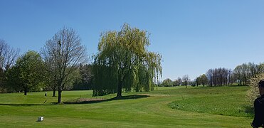 Salix alba 'Tristis' im Frühling (April)