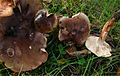 !Tricholoma ustaloides!