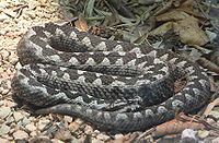 Horned viper