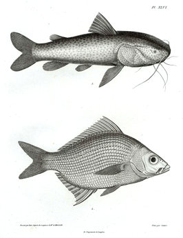 Eugerres lineatus