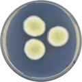 Aspergillus chevalieri growing on CYA plate