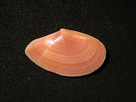 Bosemprella incarnata