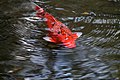 A fish in a pond in Gekū