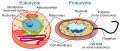 eukaryotes / prokaryotes