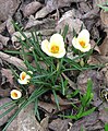 Crocus chrysanthus 'Cream Beauty'