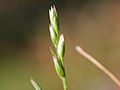 inflorescense, Photo by Kristian Peters