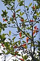 Leaves and fruit