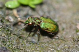 Elaphrus viridis