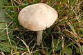 !Entoloma excentricum!