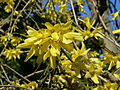 Forsythien