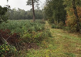 Pad richting top aan noordzijde Geerenberg