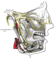 Maksiller ve mandibular sinirlerin dağılımı ve submaksiller gangliyon.