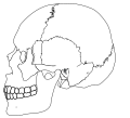 Human skull simplified no colors