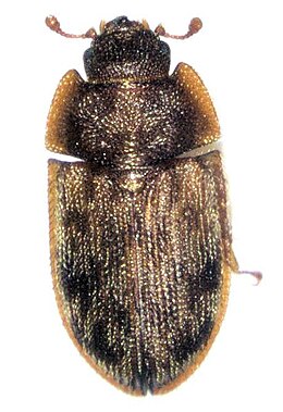 Neaspis variegata