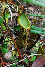 An upper pitcher from Mount Hamiguitan, Mindanao