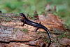 Red-cheeked salamander