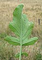 Closeup of a leaf