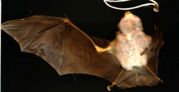 Brown bat