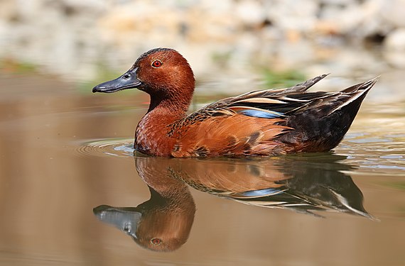 Cinnamon teal by Clément Bardot