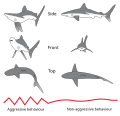 Image 4Postural elements of the agonistic display of the Gray Reef Shark (from Shark agonistic display)