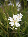 Stellaria holostea close-up