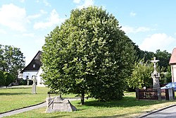 Lime tree in the centre of Suchý Důl