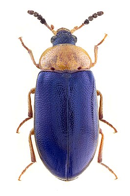 Tetratoma fungorum