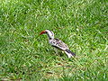 Rotschnabeltoko Red-billed Hornbill