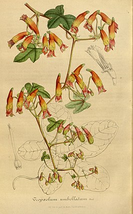 Tropaeolum umbellatum