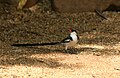 male in breeding plumage