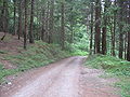 Ein Waldweg im Mölltal (nahe Obervellach.