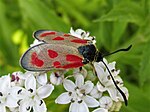 Zygaena loti – Oberseite