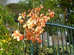 Yellow golden seed pods